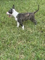Dana , a female Bull Terrier for sale in Saint Petersburg, FL – 9 of 10