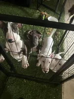 Kevin, a male Bull Terrier for sale in Saint Petersburg, FL – 2 of 10