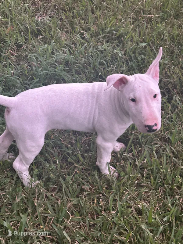 Kevin – Bull Terrier puppy for sale in Saint Petersburg, FL