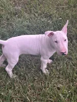 Kevin, a male Bull Terrier for sale in Saint Petersburg, FL – 1 of 10