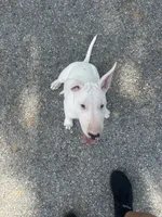 Kevin, a male Bull Terrier for sale in Saint Petersburg, FL – 4 of 10