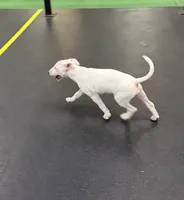 Karen, a female Bull Terrier for sale in Saint Petersburg, FL – 3 of 10