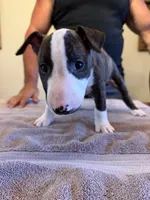 Dana , a female Bull Terrier for sale in Saint Petersburg, FL – 10 of 10