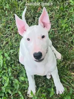 Karen, a female Bull Terrier for sale in Saint Petersburg, FL – 6 of 10