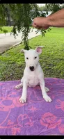 Karen, a female Bull Terrier for sale in Saint Petersburg, FL – 10 of 10