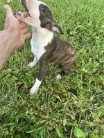 Dana , a female Bull Terrier for sale in Saint Petersburg, FL – 8 of 10