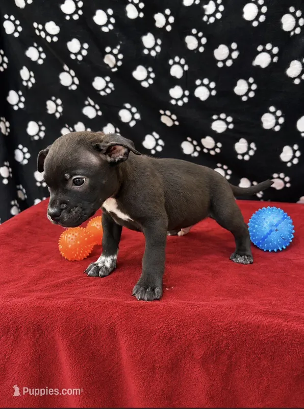 Bear – American Bully puppy for sale in Saint Paul, MN