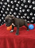 Bear, a male American Bully for sale in Saint Paul, MN – 1 of 1
