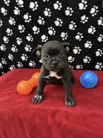 Stallone, a male American Bully for sale in Saint Paul, MN – 1 of 1