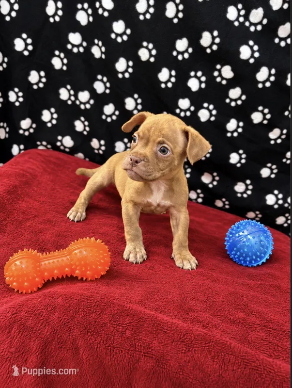 Rosa – American Bully puppy for sale in Saint Paul, MN