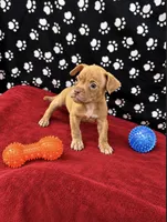 Rosa, a female American Bully for sale in Saint Paul, MN – 1 of 2