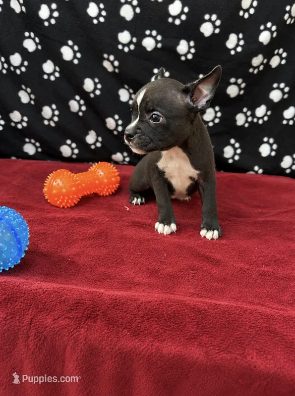Honcho – American Bully puppy for sale in Saint Paul, MN