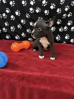Honcho, a male American Bully for sale in Saint Paul, MN – 1 of 1