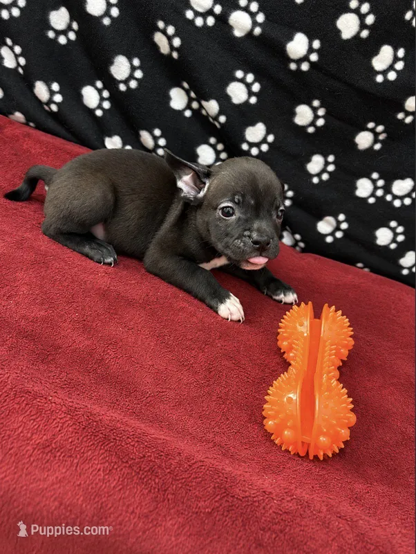 Bruce – American Bully puppy for sale in Saint Paul, MN