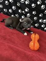Bruce, a male American Bully for sale in Saint Paul, MN – 1 of 1