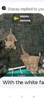 Rosa, a female American Bully for sale in Saint Paul, MN – 2 of 2