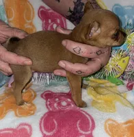 Tinky, a female Chihuahua for sale in Madisonville, KY – Photo 3 of 5