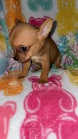 Tinky, a female Chihuahua for sale in Madisonville, KY – Photo 4 of 5