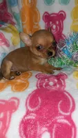 Tinky, a female Chihuahua for sale in Madisonville, KY – Photo 2 of 5
