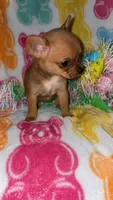 Tinky, a female Chihuahua for sale in Madisonville, KY – Photo 5 of 5