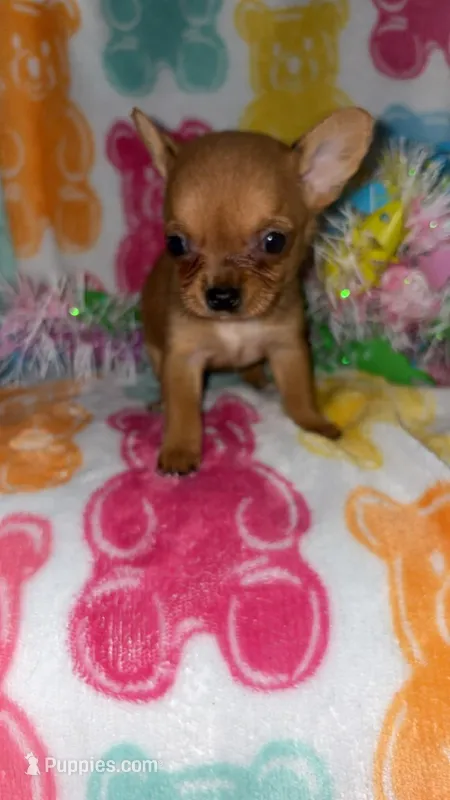 Tinky – Chihuahua puppy for sale in Madisonville, KY