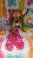 Tinky, a female Chihuahua for sale in Madisonville, KY – Photo 1 of 5
