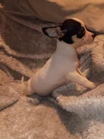 Tucker, a male Chihuahua for sale in Madisonville, KY – 3 of 4