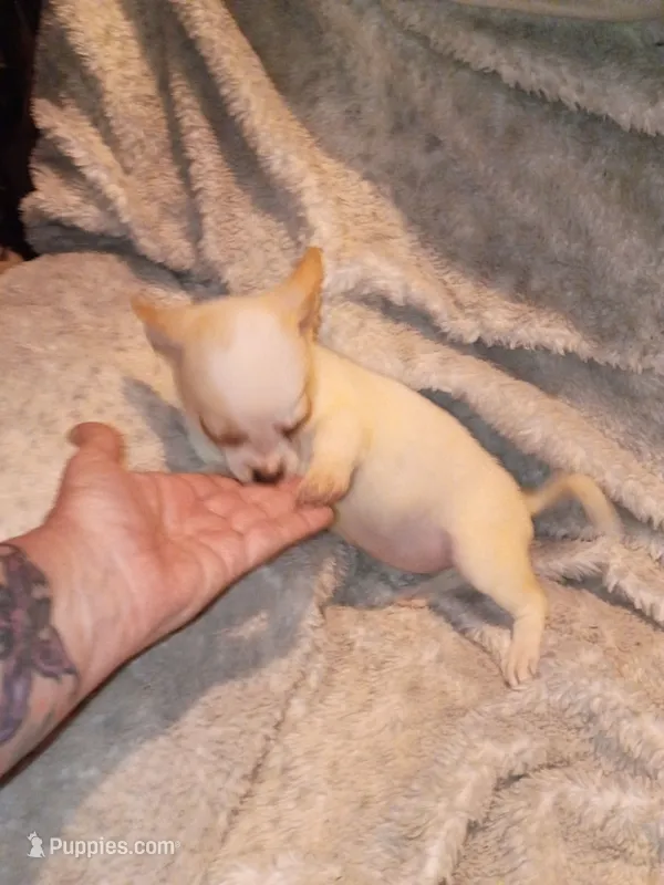 Piggy – Chihuahua puppy for sale in Madisonville, KY