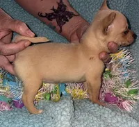 Chippy, a male Chihuahua for sale in Madisonville, KY – Photo 4 of 4