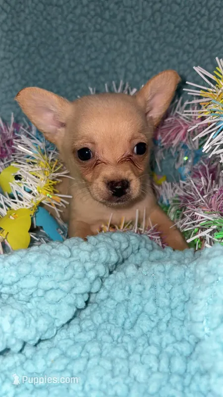 Chippy – Chihuahua puppy for sale in Madisonville, KY