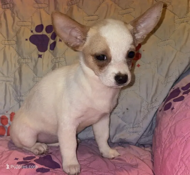Piggy – Chihuahua puppy for sale in Madisonville, KY