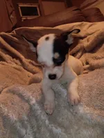 Turner, a male Chihuahua for sale in Madisonville, KY – 5 of 5