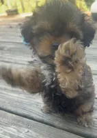 Tike, a male Shihpoo for sale in Madisonville, KY – 3 of 3