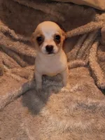 Piggy, a female Chihuahua for sale in Madisonville, KY – 3 of 4