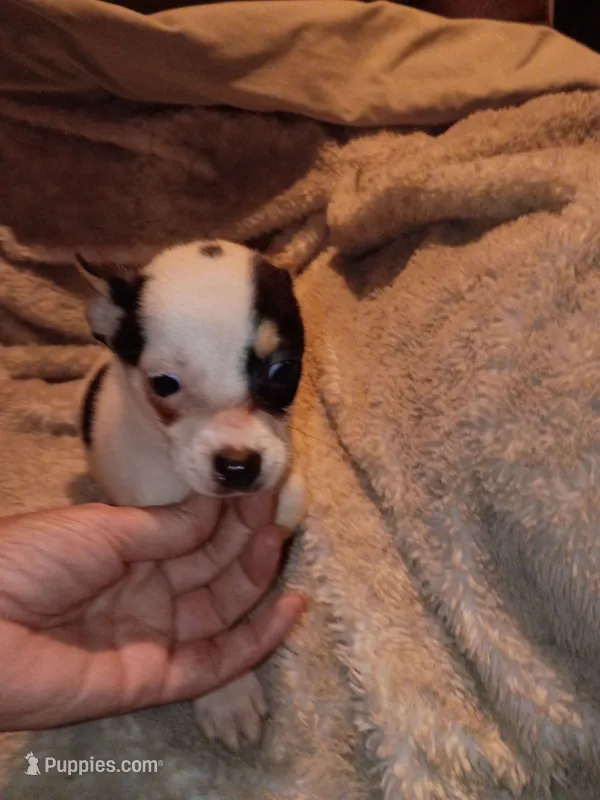 Turner – Chihuahua puppy for sale in Madisonville, KY