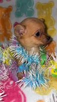 Confetti , a female Chihuahua for sale in Madisonville, KY – Photo 4 of 4