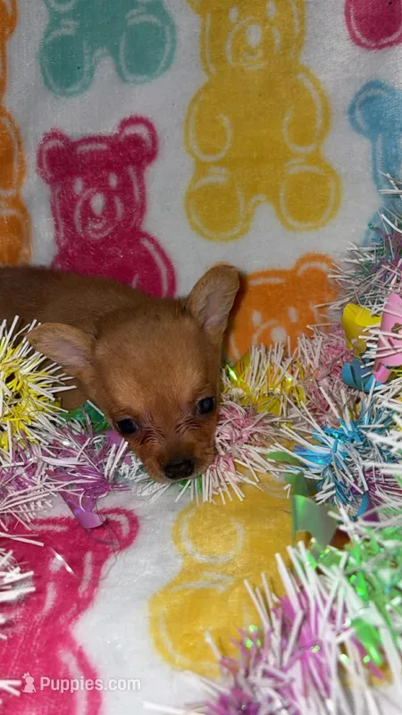 Confetti  – Chihuahua puppy for sale in Madisonville, KY