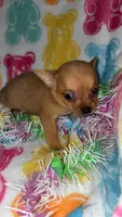 Confetti , a female Chihuahua for sale in Madisonville, KY – Photo 2 of 4