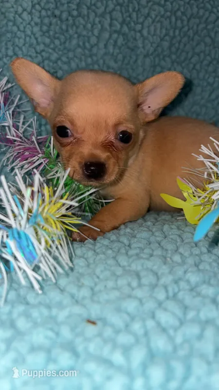 Tinker – Chihuahua puppy for sale in Madisonville, KY