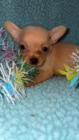 Tinker, a female Chihuahua for sale in Madisonville, KY – 2 of 3
