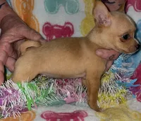 Tinker, a female Chihuahua for sale in Madisonville, KY – 3 of 3