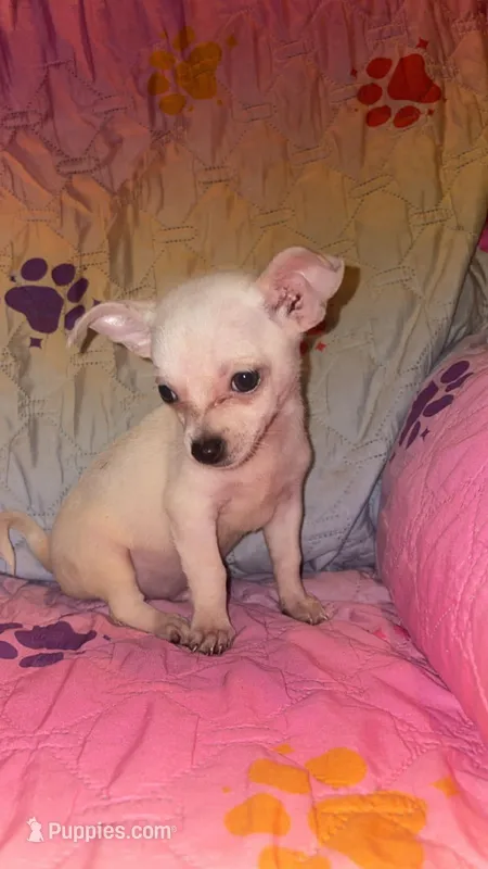 Polar – Chihuahua puppy for sale in Madisonville, KY