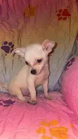 Polar, a male Chihuahua for sale in Madisonville, KY – 1 of 2