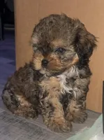 Tike, a male Shihpoo for sale in Madisonville, KY – 2 of 3