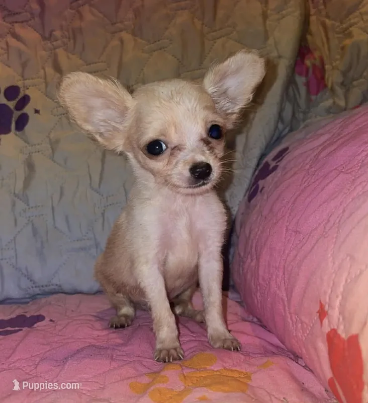 Titan – Chihuahua puppy for sale in Madisonville, KY