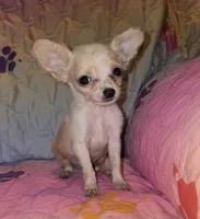 Titan, a male Chihuahua for sale in Madisonville, KY – 1 of 3