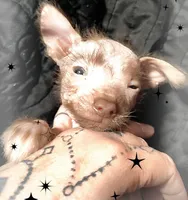 Malone , a male Chihuahua and Chinese Crested for sale in Madisonville, KY – Photo 3 of 4