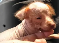 Malone , a male Chihuahua and Chinese Crested for sale in Madisonville, KY – Photo 1 of 4