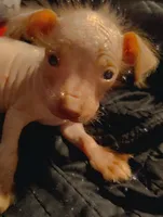 Malone , a male Chihuahua and Chinese Crested for sale in Madisonville, KY – Photo 2 of 4