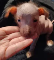 Malone , a male Chihuahua and Chinese Crested for sale in Madisonville, KY – Photo 4 of 4